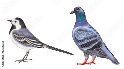 Print op canvas White wagtail and pigeon watercolor illustration isolated on white background