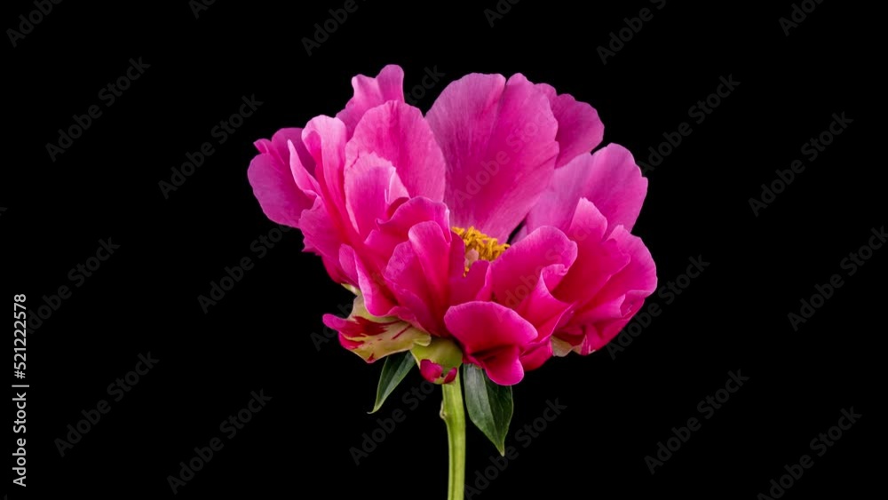 Pink Peony Flower Blooming. Black Background. Timelapse. 4K. Pink Peony Flower Blooming. Black Background. Timelapse. 4K.