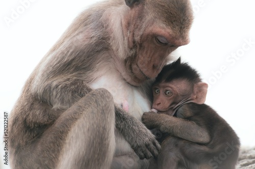 monkey 
baby chimpanzee
mother
