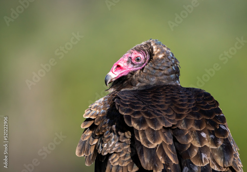 A close-up headshot of a turkey vulture 