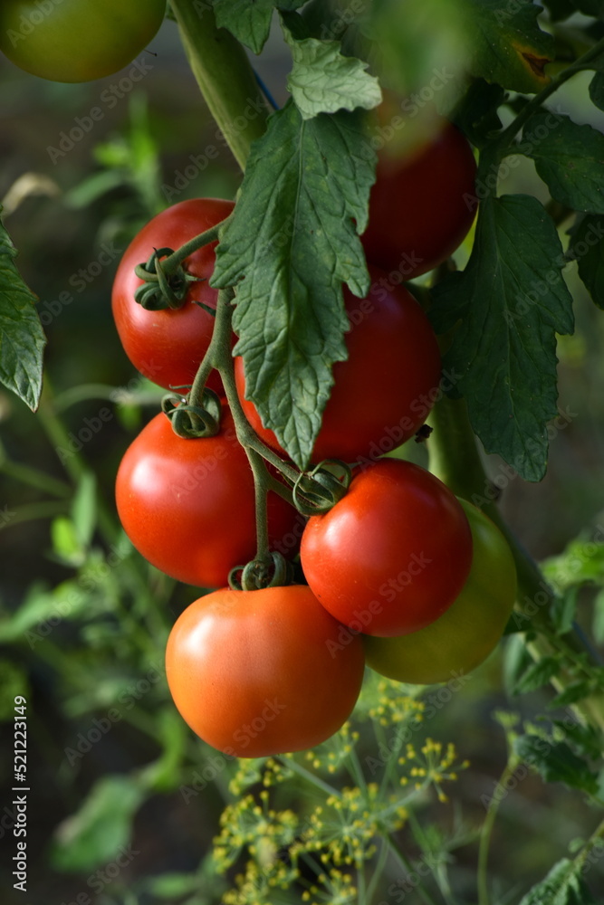 Beautiful red ripe tomatoes grown in a farm greenhouse. Ripe red organic tomato in greenhouse. Beautiful heirloom tomatoes