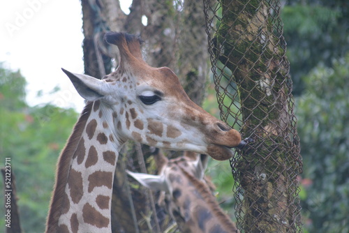 The giraffe, Giraffa camelopardalis, is an African artiodactyl mammal, the tallest living terrestrial animal and the largest ruminant. 