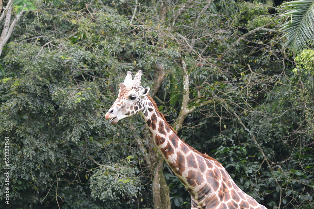 The giraffe Giraffa camelopardalis is an African artiodactyl mammal The giraffe Giraffa camelopardalis is an African artiodactyl mammal