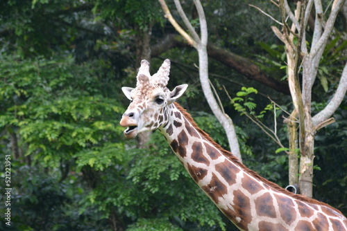 The giraffe, Giraffa camelopardalis, is an African artiodactyl mammal, the tallest living terrestrial animal and the largest ruminant. 