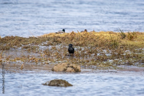 Black carrion crow at the lake shore