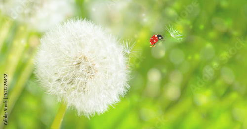 Dreamy dandelions blowball flowers, seeds fly in the wind and ladybug against sunlight. Macro soft focus. Delicate transparent airy elegant artistic image of spring. Nature greeting card background