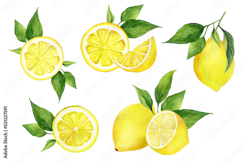 Watercolor lemon compositions set. Arrangements. Half, slice, green leaf, branch of summer tropical fruit. Antiviral health food. Perfect for home decor, card making, cocktail menu. Watercolor lemon compositions set. Arrangements. Half, slice, green leaf, branch of summer tropical fruit. Antiviral health food. Perfect for home decor, card making, cocktail menu.