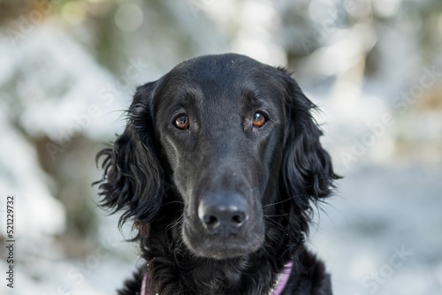 Closeup portrait of a black Flat-coated Retriever looking at the camera photo