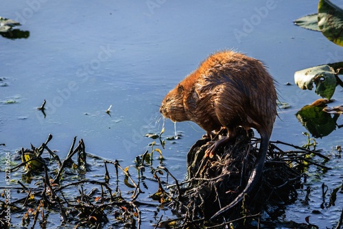 Closeup of a muskrat at the Tuckahoe State Park in Virginia photo