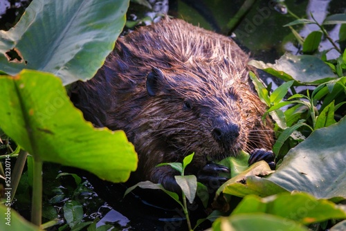 Closeup of a Beaver in Tuckahoe Creek photo