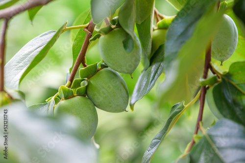Young fruits of oriental persimmon, on the tree