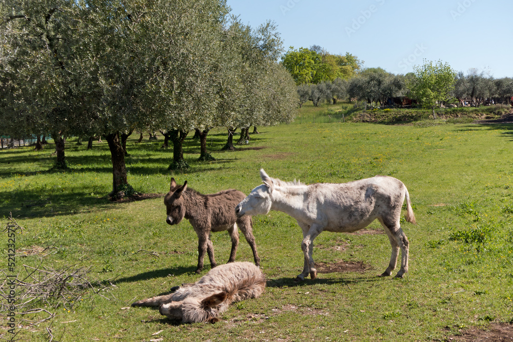 Fototapeta premium drei Esel auf einer Koppel 
