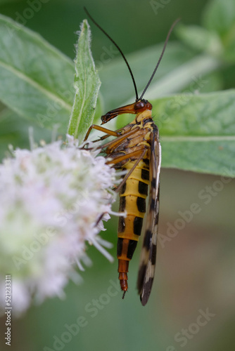 Female Scorpion-fly (Panorpa meridionalis) on a flower
 photo