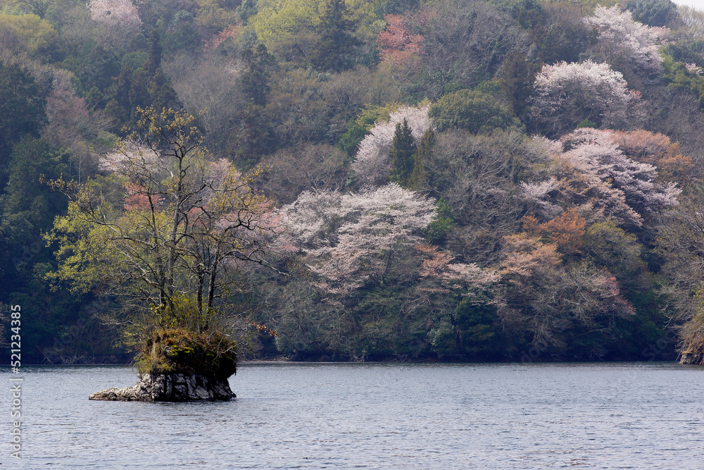 Fototapeta premium 山桜