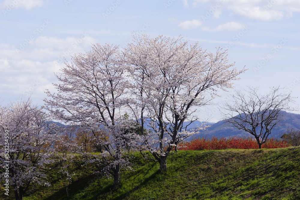 桜咲く