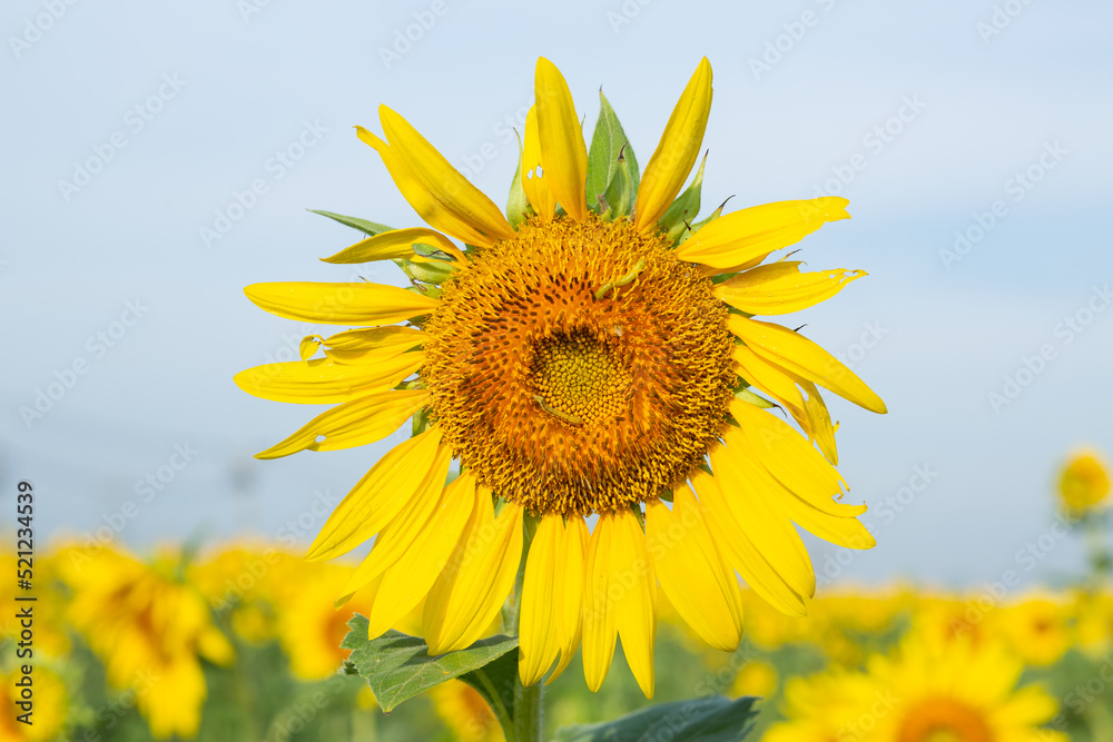 Sunflower fields