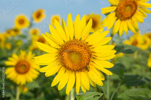 Sunflower fields