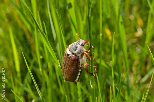 Quadro su tela Selective focus shot of maybug on a grass stalk