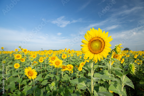 Sunflower fields