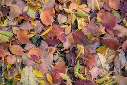 Autumn background from dry autumn leaves. The texture of the leaves.