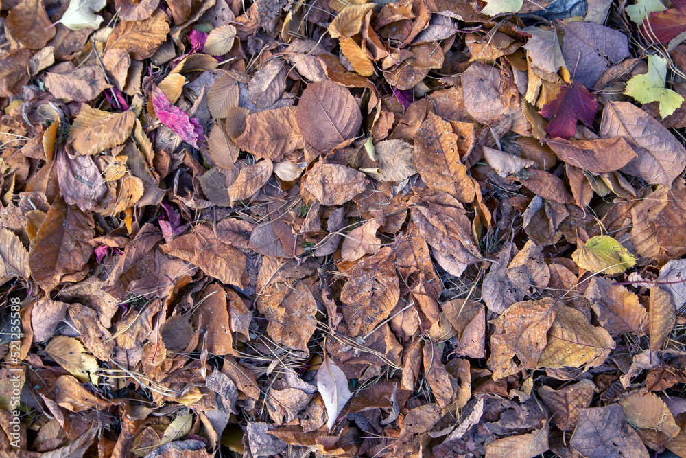 Autumn background from dry autumn leaves. The texture of the leaves.