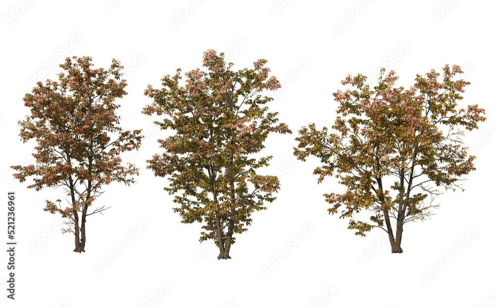 Autumn trees on a white background Autumn trees on a white background