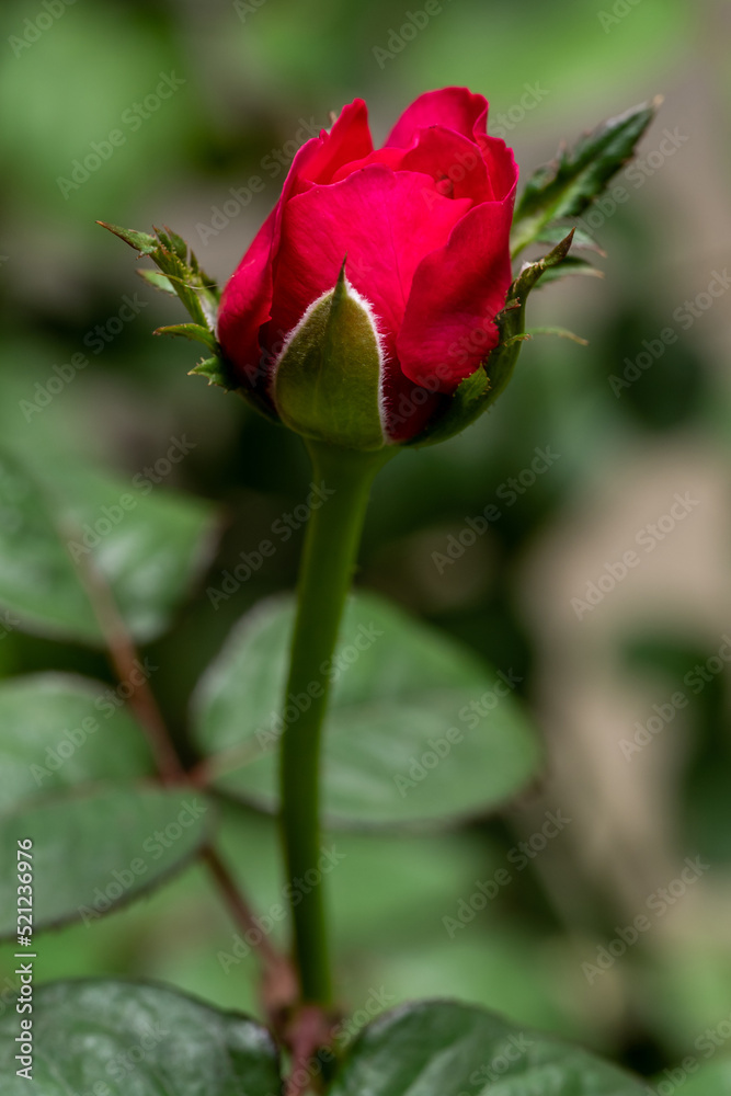 Shape and colors of Princess Kishi roses that blooming Shape and colors of Princess Kishi roses that blooming