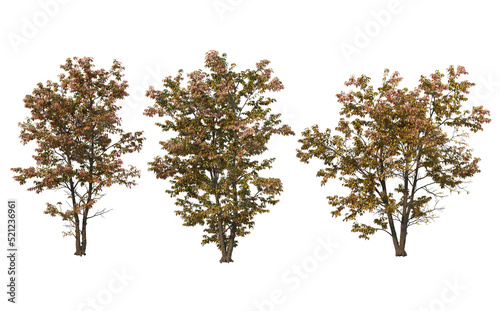 Autumn trees on a white background