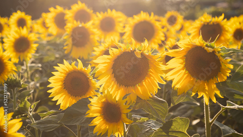 Sunflowers in backlight. Cherkasy Oblast. Ukraine.