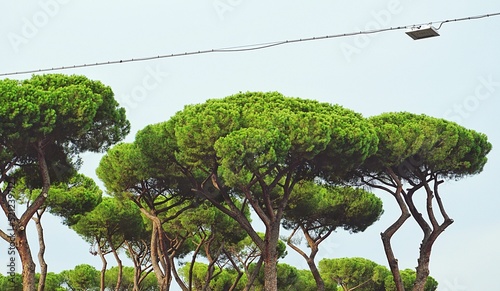 Fotografija View of the Stone pine trees