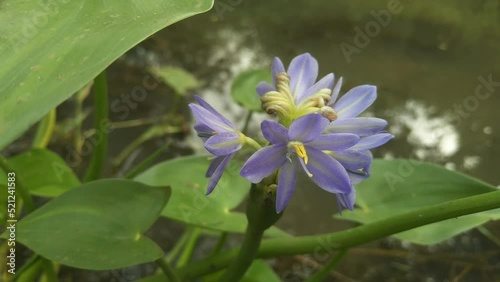 Pontederiaceae is a family of flowering plants. photo