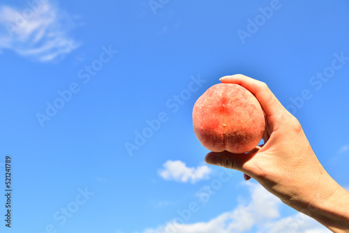 桃の収穫イメージ。青空を背景に桃を手でつかんで空高く掲げる。夏が旬の果物。