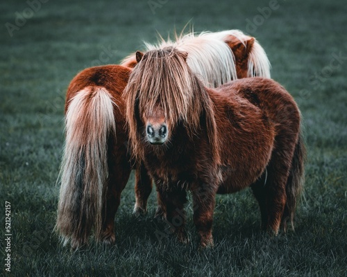 Closeup shot of two cute brown miniature horses in a grass field in countryside photo