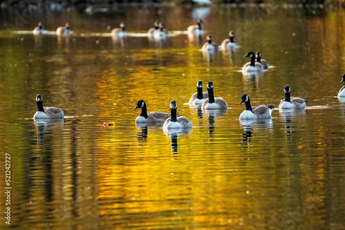 Fotografie, Tablou Herd of Canada geese (Branta canadensis) wading in a lake