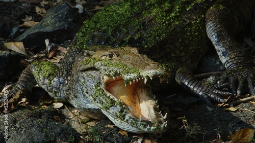 American crocodile sits on the ground with open mouth