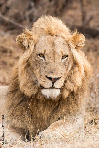 Lion portrait