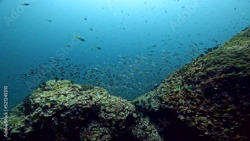 Under water film from Thailand of a large coral reef ridge with a large group of tropical One Spotted Snapper fish swimming downwards behind the reef photo