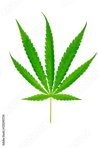 Cannabis leaf isolated on white background