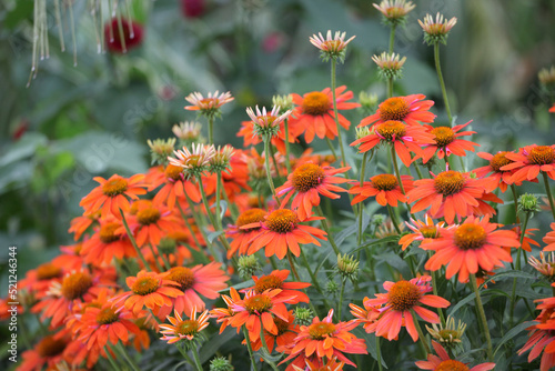 Obraz na plátně Echinacea Sombrero Adobe Orange in flower.