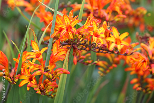 Orange Crocosmia 'Firestarter'  in flower photo