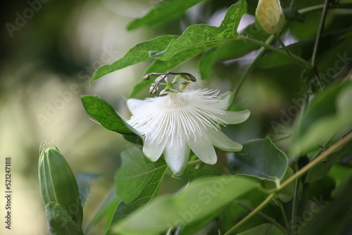 Tableau sur toile Passiflora 'Snow Queen' in flower.