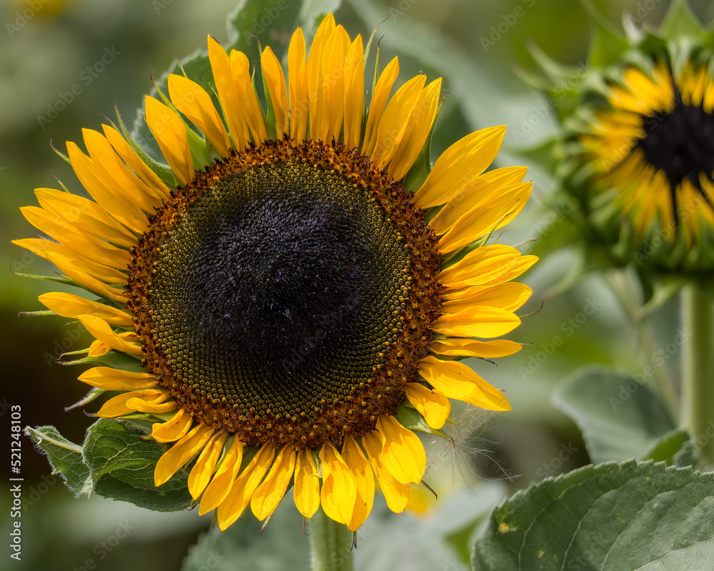 Fototapeta premium Sunflower patch