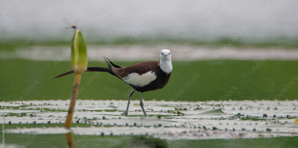 Obraz premium Bird