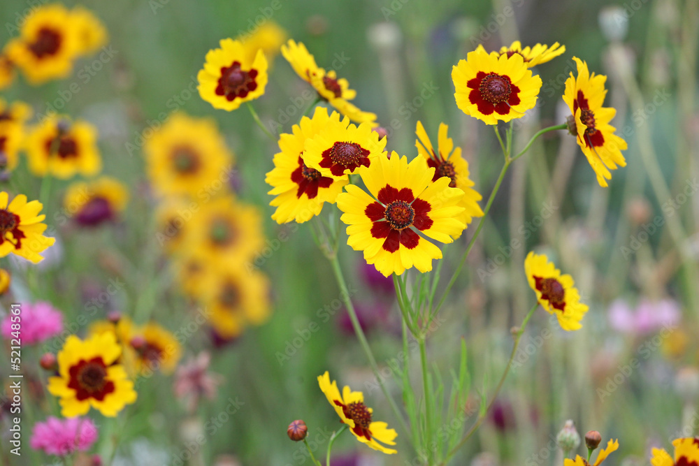 Obraz premium Plains coreopsis golden tickseed in flower