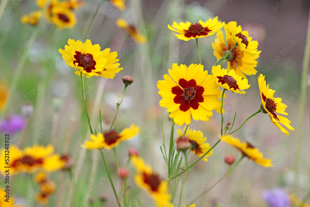 Obraz premium Plains coreopsis golden tickseed in flower
