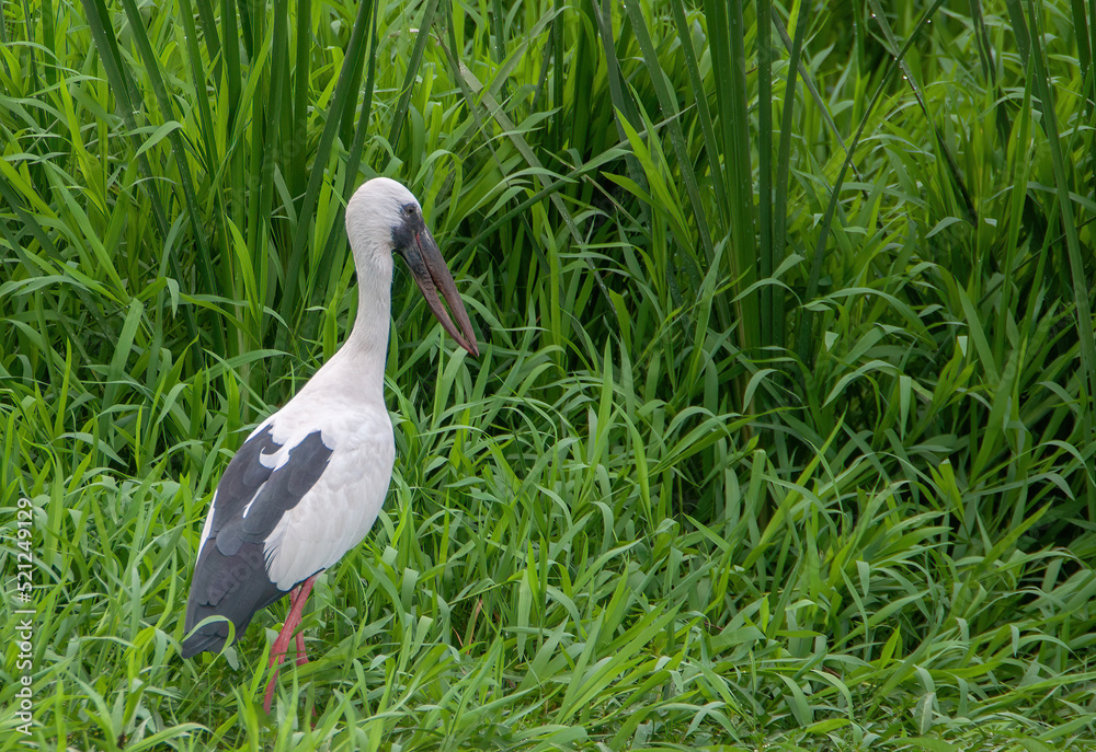Naklejka premium Bird