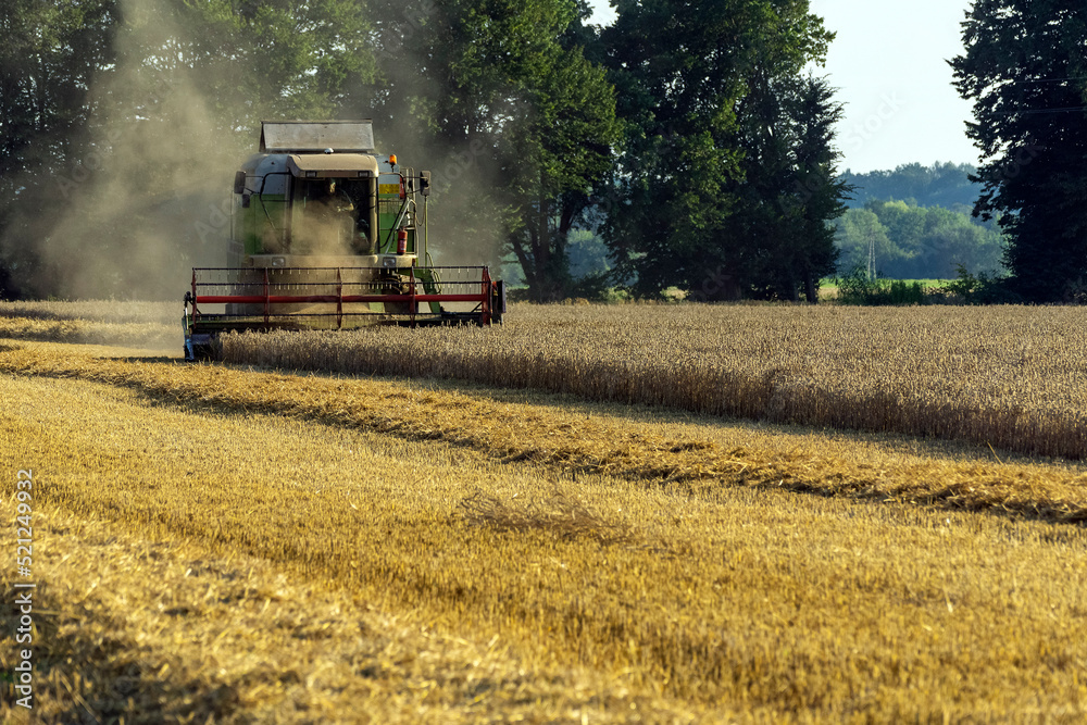 Obraz premium The work of the harvester in the wheat field.