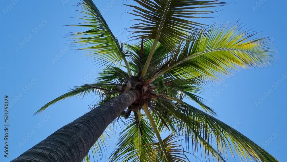 Palmeras con cielo azul de fondo un día soleado en panamá