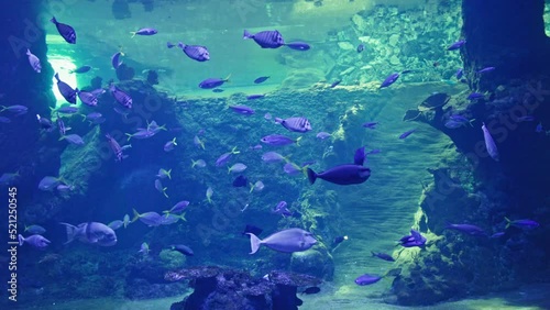 oceanarium, marine exotic fish swims in clear blue water background of corals and a stone behind glass in an aquarium photo