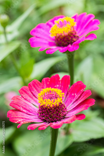 cosmos flowers in the garden